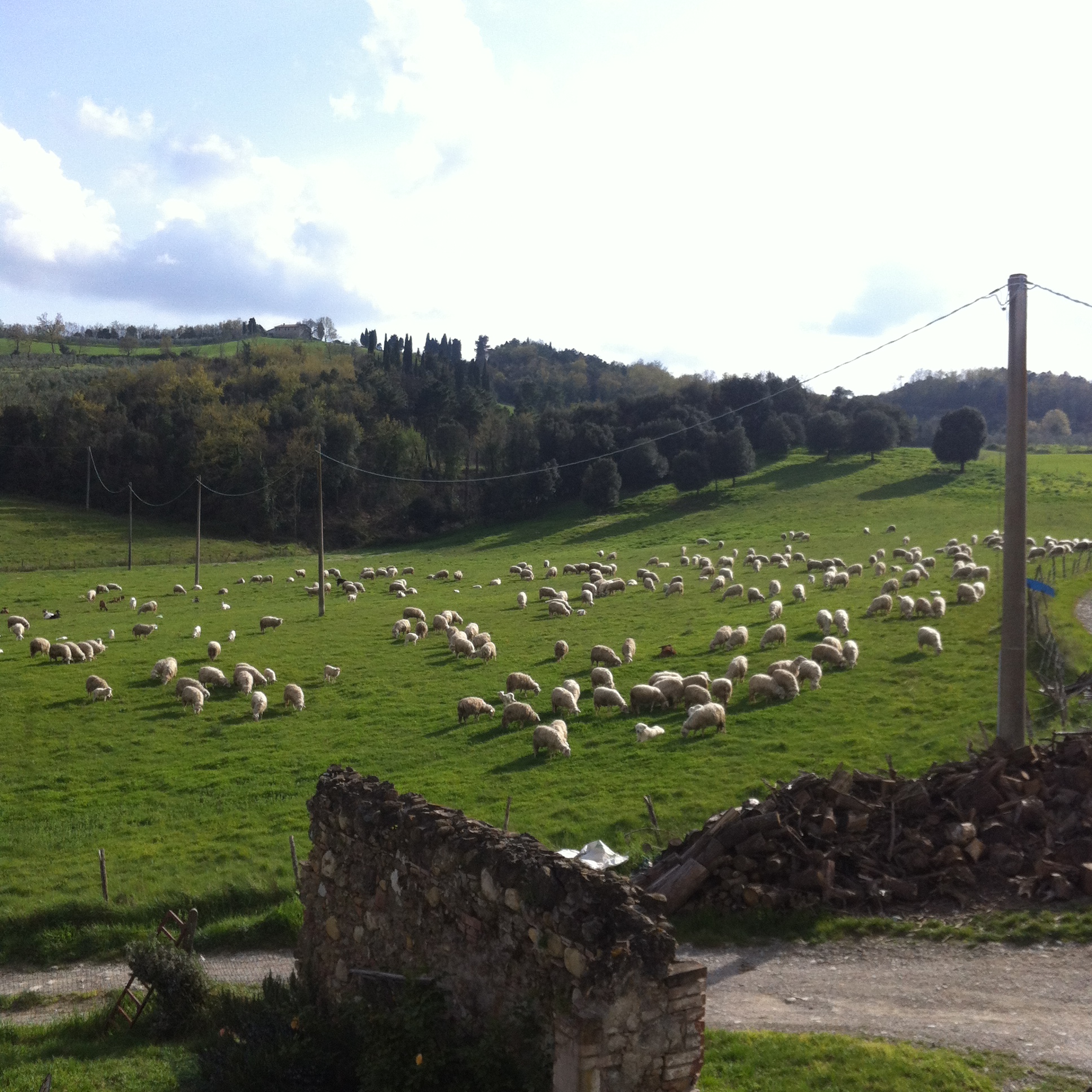 Pascolo azienda agricola Sanna